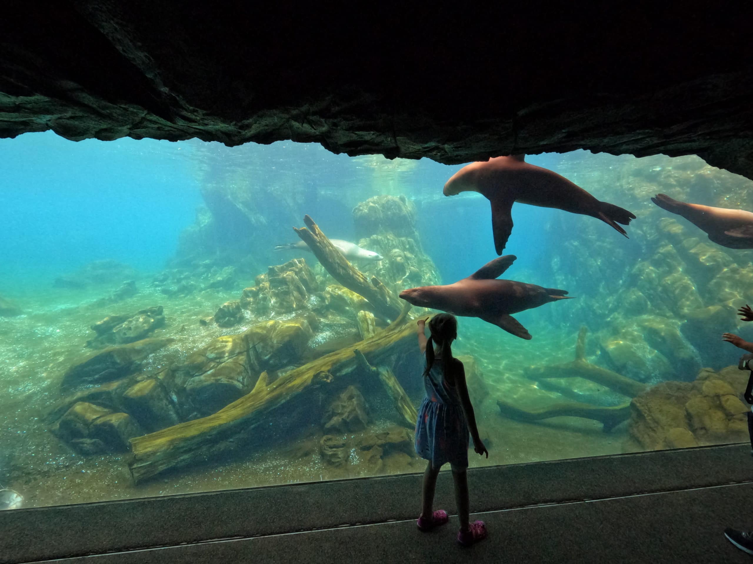 Sea lions swimming on the otherside of exhibit glass. A little girl traces the path of the sea lions with her finger. 