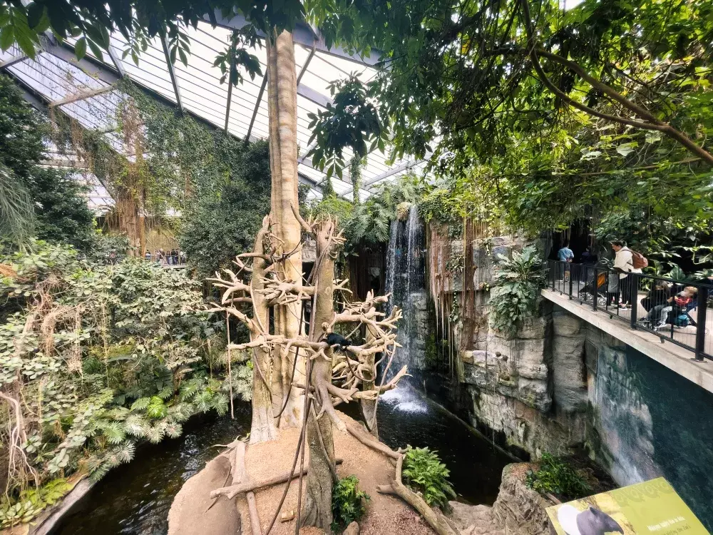 Henry Doorly Zoo's Leid Jungle exhibit with a tree for monkeys in the middle, a river running around the tree, and a waterfall in the background. There are spectators to the right watching the animals. 