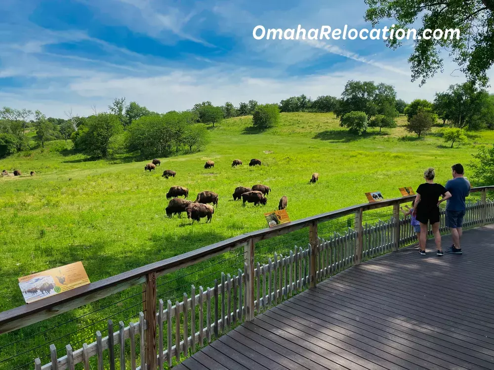 Family standing on a deck looking out over a pasture of bison.